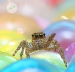 [Image - 780173] | Spiders | Know Your Meme [Image - 780173] | Spiders