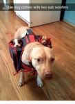 Blessed_Subwoofers | Blessed Image | Know Your Meme Blessed_Subwoofers | Blessed Image