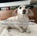 Homophobic Dog / Not Too Fond Of Gay People: Image Gallery | Know Your Meme Know Your Meme