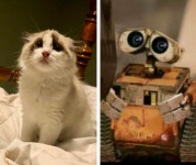 This cat Wally looks like Wall-e | Cats | Know Your Meme This cat Wally looks like Wall-e | Cats
