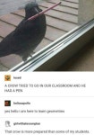 Crow wants to learn | /r/wholesomememes | Wholesome Memes | Know Your Meme Crow wants to learn | /r/wholesomememes | Wholesome Memes