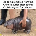 Moo-Deng the Baby Hippo: Image Gallery | Know Your Meme Know Your Meme