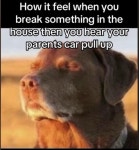 Cooked Dog / Dog Closing His Eyes: Image Gallery | Know Your Meme Know Your Meme