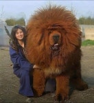 This dog | Absolute Unit | Know Your Meme This dog | Absolute Unit