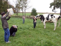 US Pet Dubbed Worlds Tallest Cow
