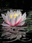 TAG에 있는 Thelma Angélica님의 핀 | Pinterest | 연꽃, 아크릴화 및 캔버스 TAG 