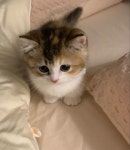 Pin di ㅤㅤ su Pets 💗 nel 2025 | Gattini piccoli, Gattini divertenti, Simpatici animaletti