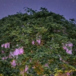 김영수 on Instagram: 🌻🌈🌻 강주 해바라기 🌻🌈🌻 축제기간 6월 24일 ~ 7월 14일 🚙 경남 함안군 법수면 강주리 439-2 #강주해바라기축제... 