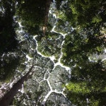 Pin by Doldomy on 내 저장 in 2025 | Citrus trees, Patterns in nature, Rural landscape