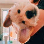 코인세탁소에서 만난 호텔손님 코인세탁소에서 만난 호텔손님 | Dog hotel, Animals, Canine