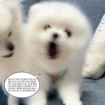 동물 짤