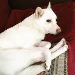 Too Cute에 있는 Liss Moses님의 핀 | 개, 동물, 동물 드로잉