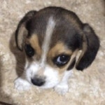Pin by ic+b on 댕냥이들 in 2025 | Cute baby animals, Cute puppies, Very cute dogs