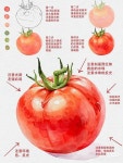step by step] Persimmon - Basic Fruit Watercolor process (wet-on-dry) 감 - 기초 과일 수채화 그리기 과정 건식기법 