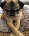 ㄊ animals에 있는 saskinpatron님의 핀 | 아름다운 개, 귀여운 동물, 동물