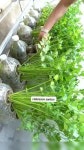 대박!! 컵에다가 양배추를 키워서?? 양배추다이어트 쥬스??｜Growing cabbage in a cup, cabbage diet juice 대박!!  컵에다가... 