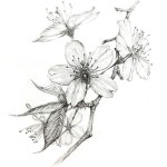 벛꽃 #꽃그림 #연필그림 #드로잉 #봄꽃 #그림주문 #손그림