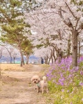 천안