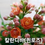 칼란디바