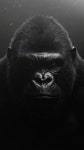 Pin by 예찬 on 영장류 | Gorilla, Gorilla trekking, Primates