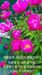 공작에 있는 지은 (zi eun ) 김 (kim)님의 핀 | 좋은 아침 인사, 꽃 사진, 아침 인사