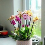Orchid arrangements에 있는 Orchid Mansion님의 핀 - 2025