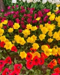 서울숲