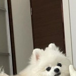 난 오늘부로 예쁨을 버리고 힙쟁이의 길을 가게쒀....🤟🏻😎 #힙블랑 #힙쟁이 #힙순이 #힙하다힙해 #오남개다방 #모델견 #펫모델... 