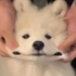 🍓김딸기🍓’s Instagram profile post: “나 어디가따왓게~?🐶 #내집같은편안함 #ktx - 딸기이동가방은 바앤땅 @baandttang... 