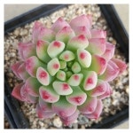 작가되기#21 졸업전시 작품 2호, 3호 모두 완성~!