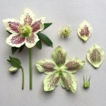 Pin page La Vie en Dahlia에 있는 피너님의 핀 | 꽃, 꽃그림, 야생화