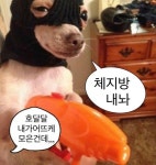 헬스 짤 다이어트 짤