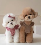 OPAAAP 오파프 on Instagram: 오버롤 드레스와... 8시, 오파프 한국, 일본 공식 온라인샵에서 만나요✨ #오파프 #오파프22fw #opaaap #オパープ