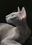 Colorpoint Shorthair COLORPOINT SHORTHAIR에 있는 핀