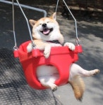 유명한 고양이짤 사진의 주인공 근황