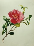 Golden Pockets: A Painting of Yellow Flowers | 보테니컬, 보태니컬 아트 색연필, 식물 그림