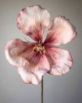 작약(연핑크색) - 야생화(Wild Flower)