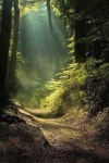 숲의 경치 숲의 경치 | Forest scenery, Scenery, Forest