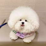 이 복실+단지=복단지🍯(@with_bokdanji) • Instagram 사진 및 동영상