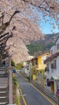 벚꽃 Pin by Laura on ME! (2021 ver.) | Travel aesthetic, Scenery photography, Aesthetic korea