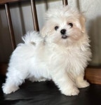 보니또따 • only비숑 on Instagram: 하이!!!!🐾 이 정도면 알고 포즈 취해준 게 아닐지..? 사진첩 정리중에 또 발견한 사진... 