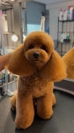 #푸들 #푸들미용 #애견미용 #애견미용사 #groomer #grooming #애견미용실 #오픈형애견미용실...