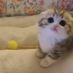 Pin page 마루위의고양이 on Instagram: “형님 어서오시오 어깨깡패 디오니  #랙돌고양이 #캣 #캣스타 #cat #cats #catstagram #pet... 