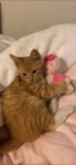 Pin by 이지홍 on 고양 | Cute cats, Dog cat, Pets