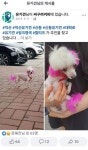 말티즈