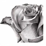 보타니컬아트 #보타니컬아트레슨 #홍대취미미술 #식물세밀화 #꽃그림#스페이스림 #색연필화 #botanicalportraits... 