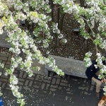 미니사람의 식물가게(열대관엽💚) on Instagram: 더워진다고 무늬도 적어진다 #반딧불머위 #미니사람의식물가게