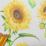 #보태니컬아트 #보태니컬아트색연필 #식물일러스트 #꽃 #튤립 #손그림 #손그림일러스트 #일러스트레이터…