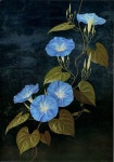 접시꽃 그리기 [천아트] [화담] [floral painting] 접시꽃 그리기 [천아트] [화담] [floral painting] - YouTube | 꽃그림, 꽃 그리는 법... 