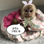 말풍선